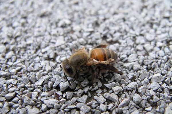 Pentru boli, albinele sunt tratate cu celidină