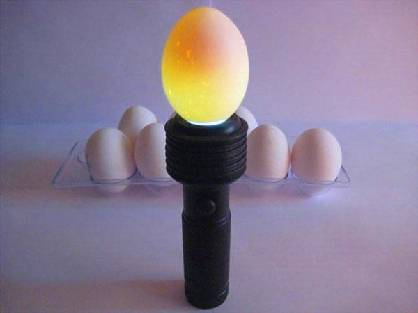 Valg af æg til inkubation