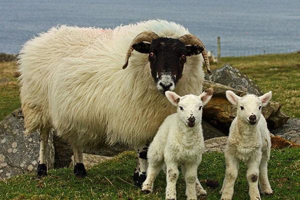 Schafe mit Lämmern