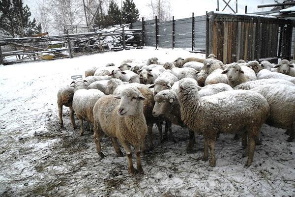 Sheep in the courtyard in winter