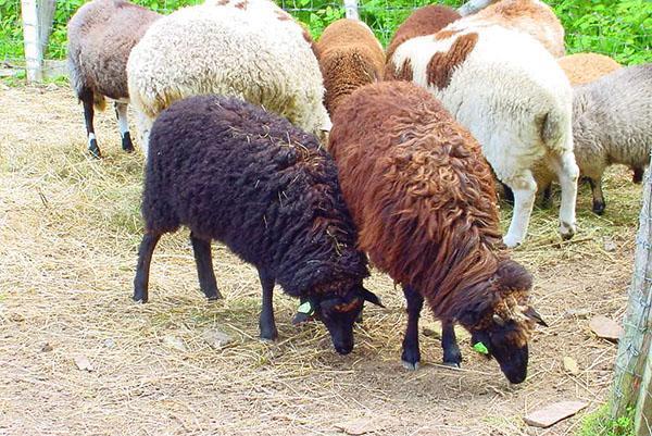Τα πρόβατα εκτρέφονται για κρέας, μαλλί, γάλα