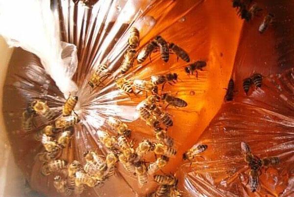 Bees eating sugar syrup