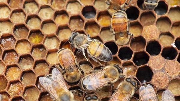 Les abelles són susceptibles a diverses malalties