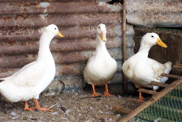 Пекиншке патке у дворишту