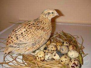 Găină ouătoare de prepeliță