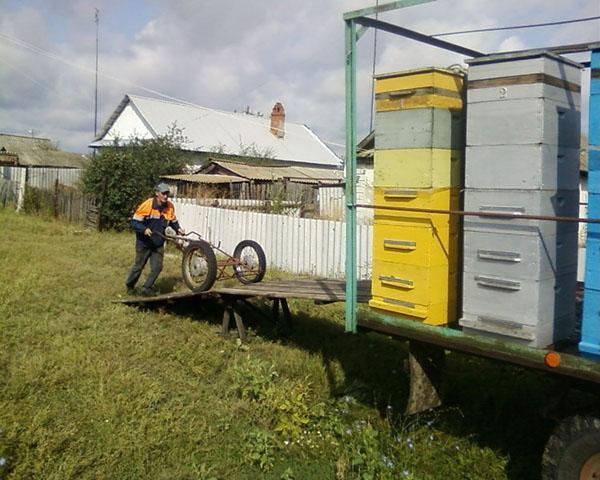 Transport van bijenkasten naar de bijenstal