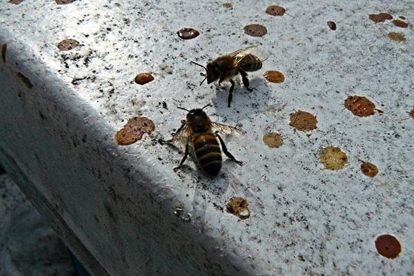 Første flyvning af bier