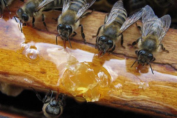 Baharda arıların beslenmesi