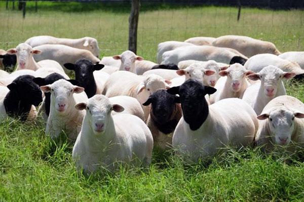 Avių skaičius ganykloje