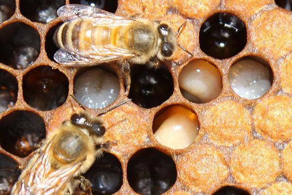 Поражение на пчелите от фал