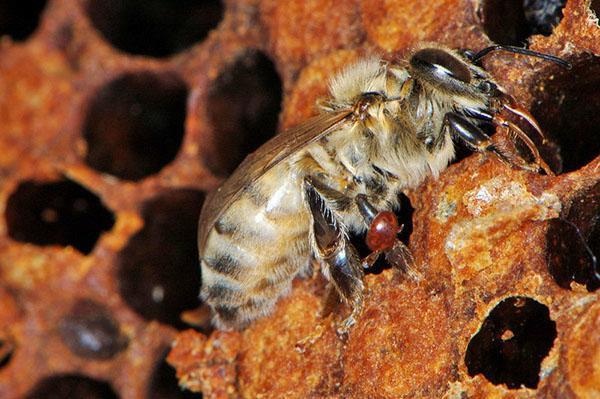 Albină infectată cu căpușe