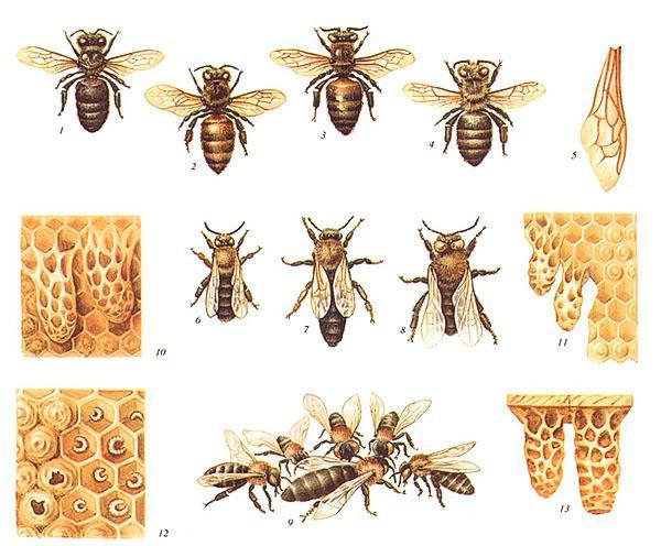 Razze di api: caucasica di montagna grigia, caucasica gialla, italiana, carpatica