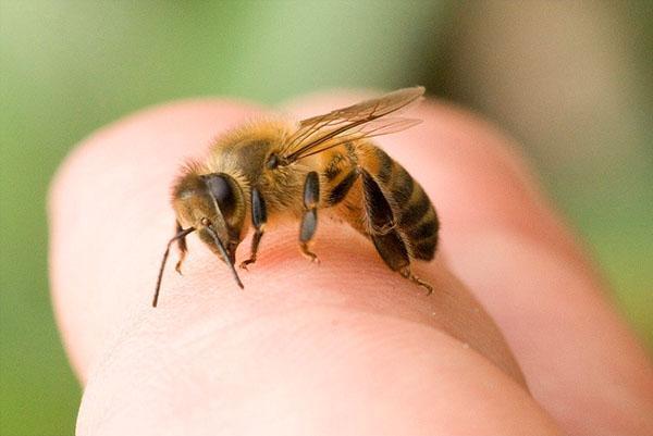 Wenn Sie sich unachtsam bewegen, kann die Biene stechen