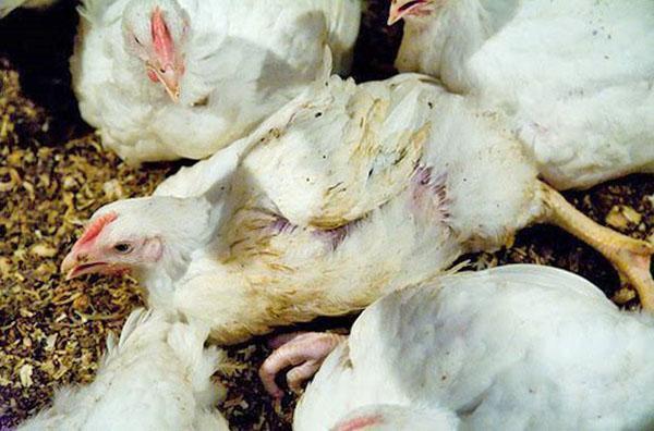 As infecções são a causa da morte de frangos