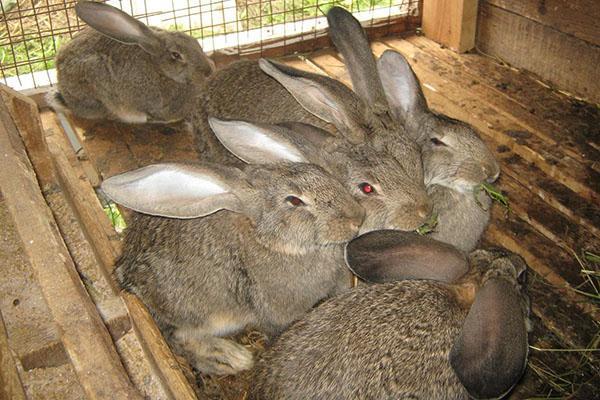Rabbits are vaccinated at 45 days of age