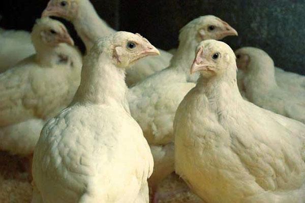Probiotika wirken sich günstig auf die Darmflora von Hühnern aus