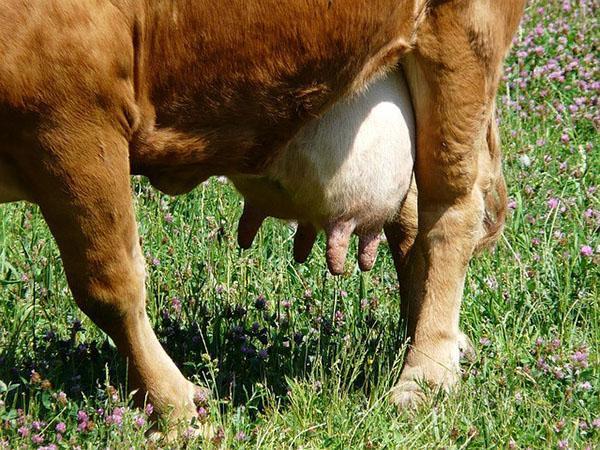 De productiviteit van een koe hangt af van het ras van het dier en van de kwaliteit van het voer