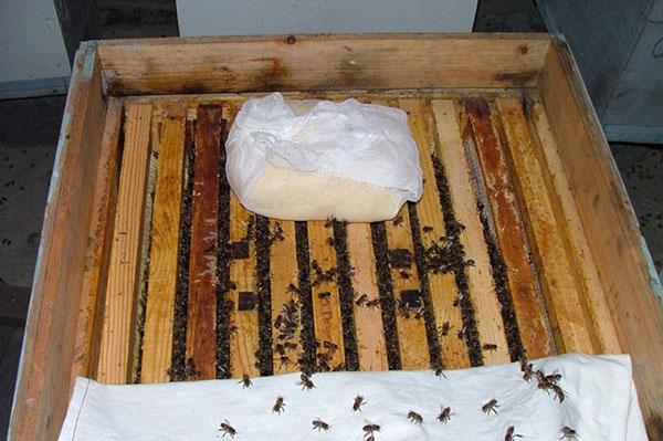 Preventive na gawain sa apiary