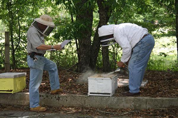 Kiểm tra tổ ong