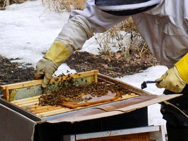 Controle van de bijenkorf en voorjaarsvoeding