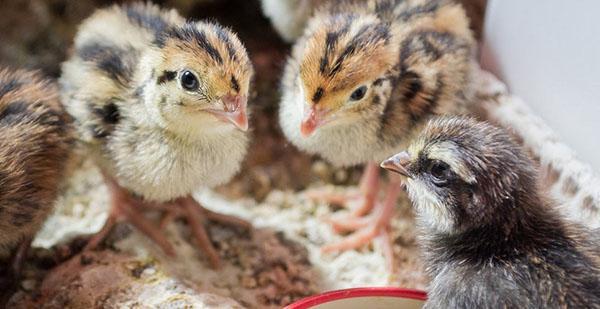Anak ayam memerlukan makanan kompaun yang kaya dengan protein