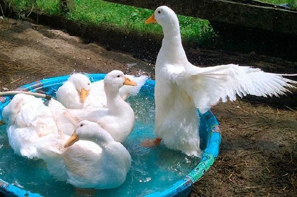 Peking duck chicks hatch on days 27-29