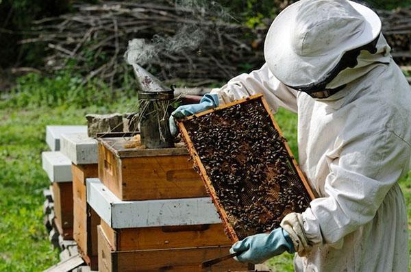 Apicultor trabalha no apiário