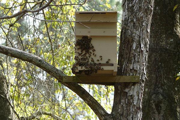 Umieszczenie pułapki na pszczoły na drzewie