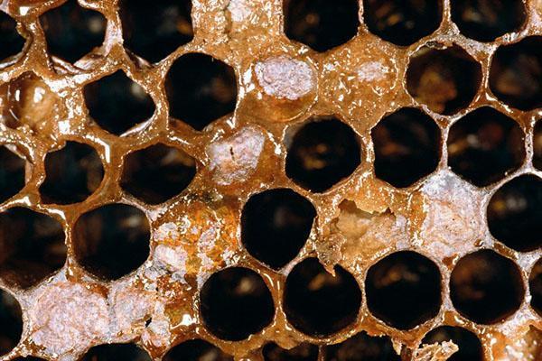 Regelmessig familie revisjon og desinfisering av bikupen - forebygging av foulbrood