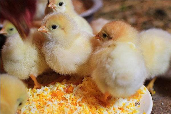 Les poulets reçoivent des probiotiques et des vitamines dès le premier jour