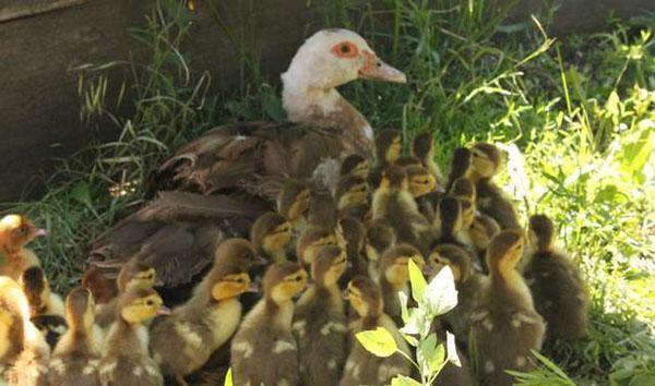 Happy duck family