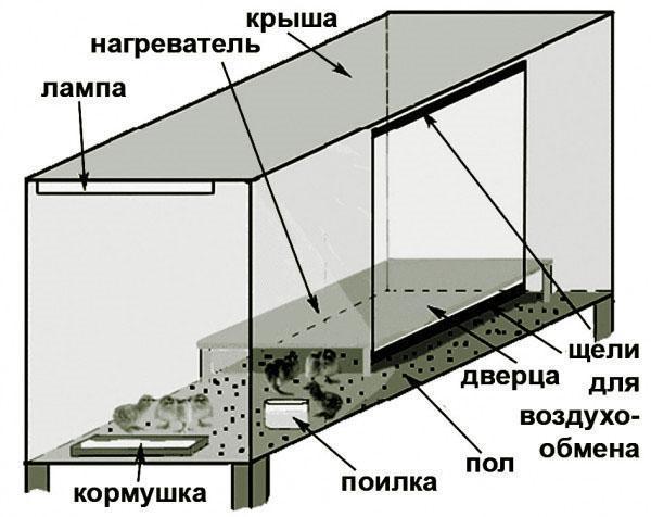 Schematic representation of a brooder
