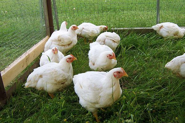 Hühner in tragbaren Gehegen halten