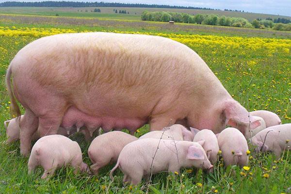 Large white sow with piglets