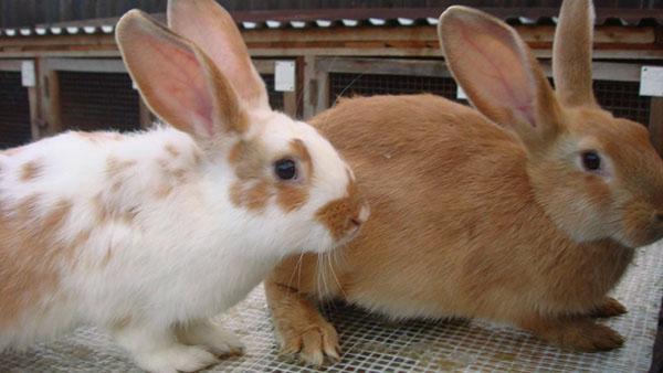 Timely vaccination will save the rabbit population
