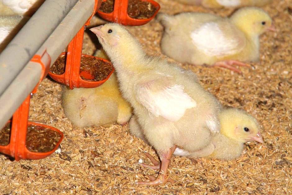 Conditions d'élevage des poulets