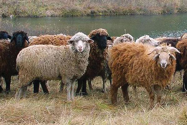 Pasturant ovelles