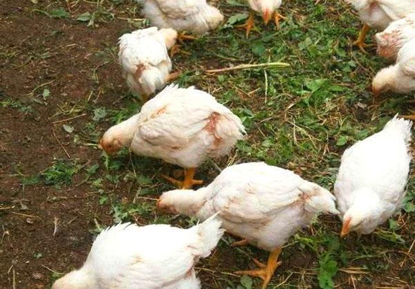 Rosnące kurczaki brojlery