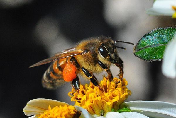 La tossicosi causata dalla melata e dai prodotti chimici può portare alla morte delle api