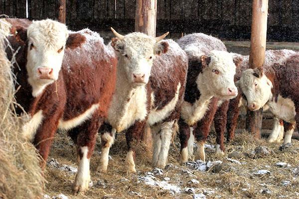 Yakut-lehmät