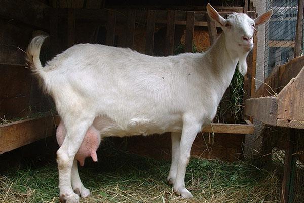 Saanen goat breed