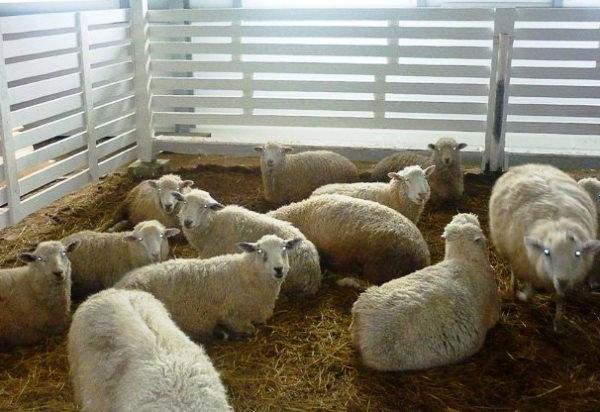 L'hiver garder les moutons dans un enclos chaud