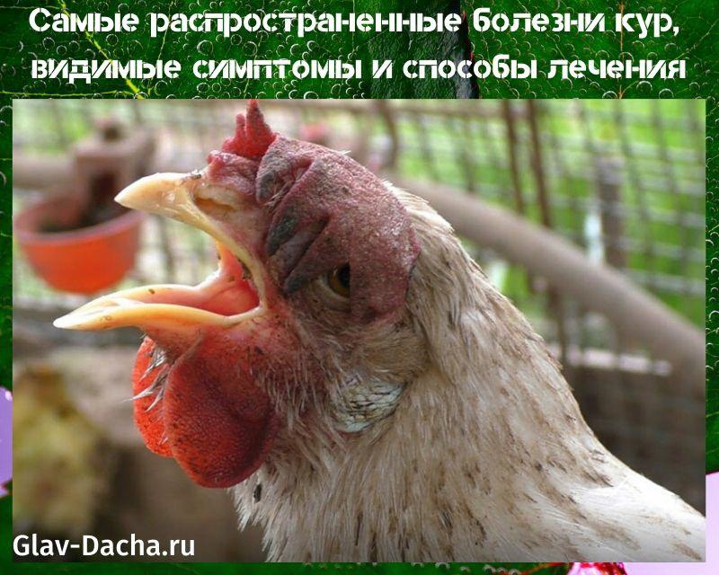 chicken diseases