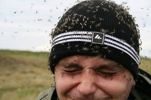 Hyttyset hyökkäävät ihmistä vastaan