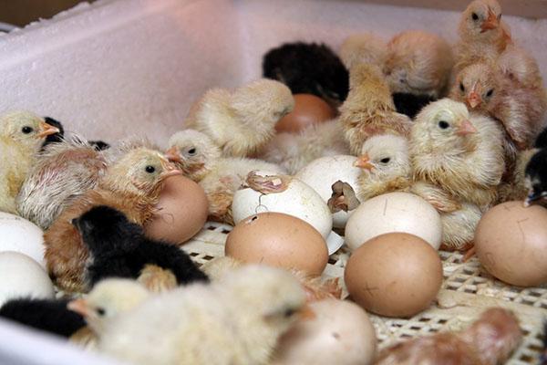 Násadová mláďata v inkubátoru doma