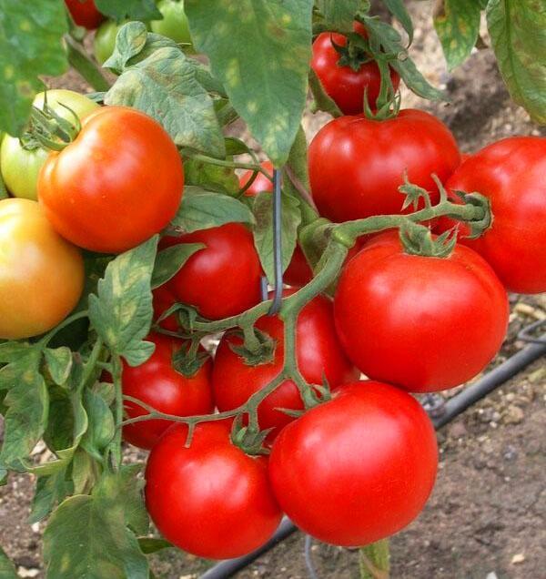 Untuk pengambilan acar, tomato padat tidak terlalu besar dipilih.