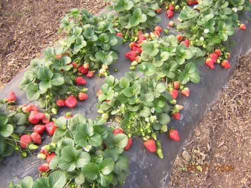 Rich harvest of strawberries