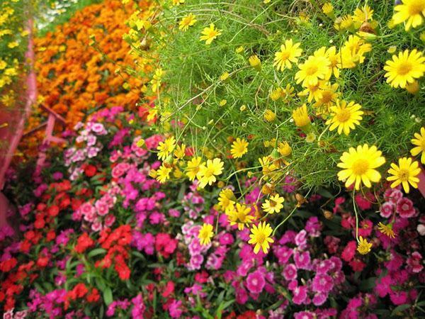 Beds of perennial plants need special care