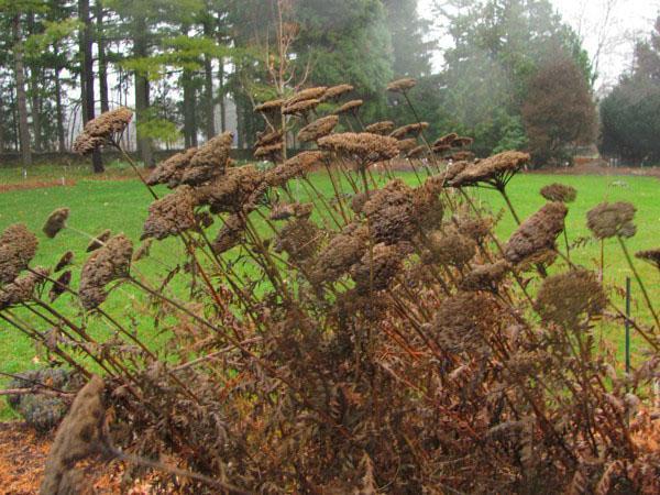 Before the onset of frost, dry branches of perennials are cut