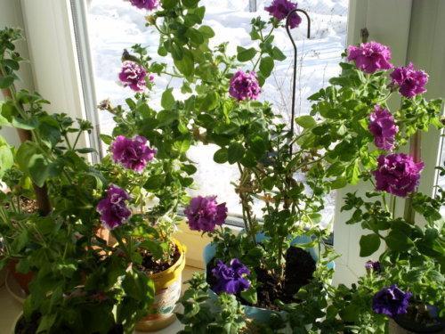 Petunia's op de vensterbank